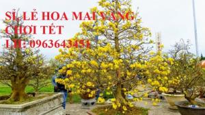 Sỉ, lẻ hoa mai vàng chơi tết, cây mai vàng bonsai đủ cỡ, giá rẻ, bao hàng chuẩn đẹp, giao toàn quốc