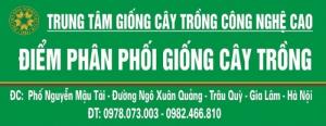 Cung cấp hoa mai đỏ Bon sai thế nam sắc bắc lạ mát được nhiều đại gia săn đón