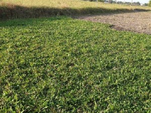 Cỏ lá tre lá gừng trồng sân vườn