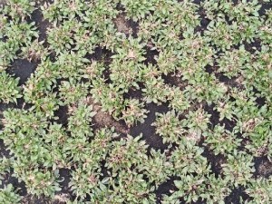 Cỏ lá gừng Thái Lan đẹp tại vườn