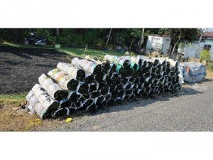 Cỏ nhung Nhật cỏ thảm trang trí sân vườn