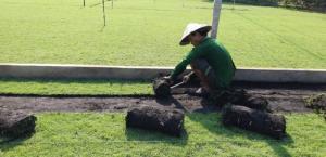 Thu hoạch cỏ nhung nhật cỏ thảm