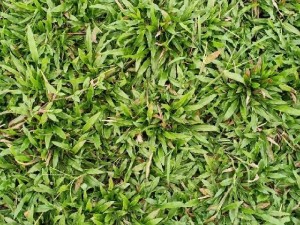 Cỏ lá tre cỏ lá gừng thường
