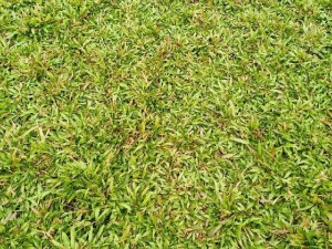 Cỏ lá tre cỏ lá gừng thường