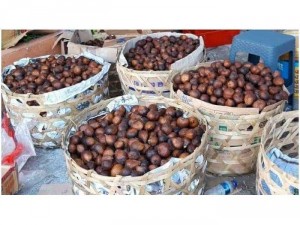 Mây indo - salak bali