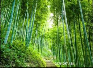 Tranh gạch ốp tường- Vườn trúc