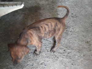 Bán chó phú Quốc Vện Hổ con