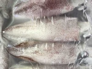 Chuyên cung cấp các loại hải sản tươi
