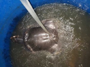 Cua đinh thịt 600k/kg