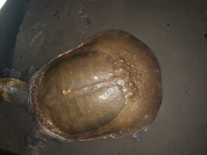 Cua đinh thịt 600k/kg