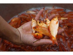 Cá chép vàng phóng sinh dịp đưa ông táo về trời