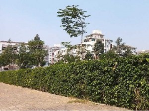 Tường cây xanh hàng rào xanh đủ loại