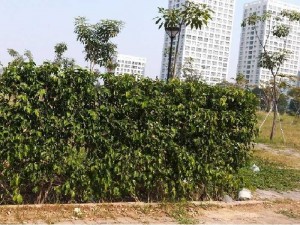 Tường cây xanh hàng rào xanh đủ loại