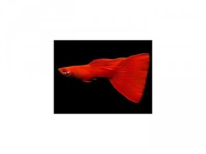 Cá guppy đẹp, rẽ