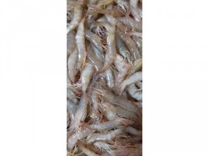 tép bạc thiên nhiên