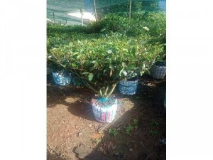 Gốc trà xanh cổ thụ làm bon sai