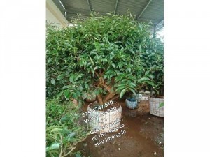 Gốc chè xanh cổ thụ làm bon sai