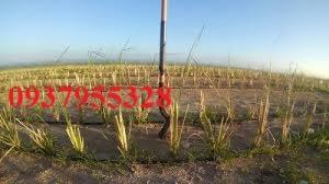 bán cỏ vetiver gia rẻ