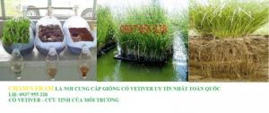 bán cỏ vetiver gia rẻ