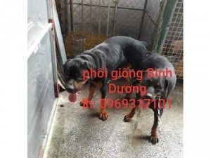 Phối giống chó Rottweiler  Bình Dương