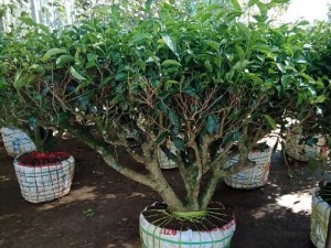 Địa chỉ bán Gốc chè xanh cổ thụ