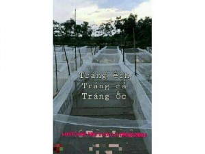 Cháng buông cá lưới các lồng