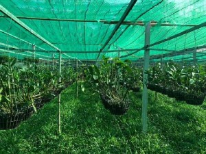 Lưới che nắng cao cấp thái lan