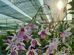 Lưới che nắng cao cấp thái lan