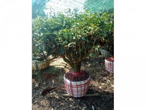 Gốc chè xanh cổ thụ