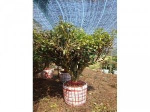 Gốc chè xanh cổ thụ