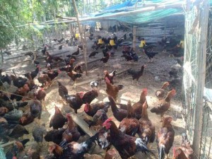 Sỉ Gà Ta thả vườn ngon chất lượng