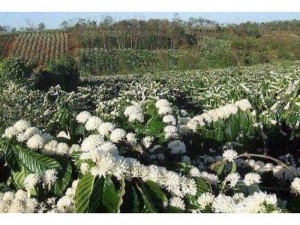 Mật ong 100% Thiên nhiên