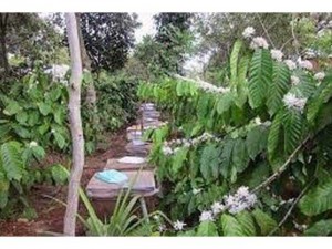 Mật ong 100% Thiên nhiên