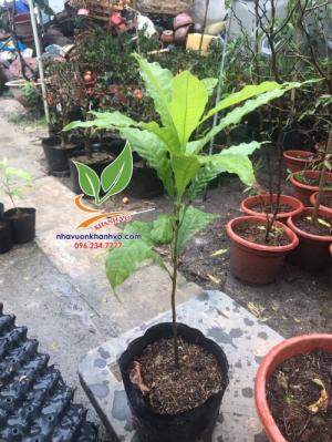 Cây Giống Vú Sữa Hoàng Kim cao 30cm