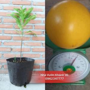 Cây Giống Vú Sữa Hoàng Kim cao 30cm