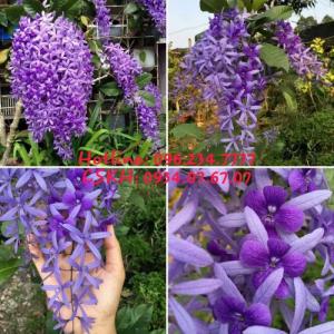 cây giống Hoa Mai Xanh cao 30-40cm
