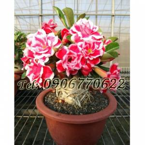 Hạt giống hoa sứ thái lan mix 2 màu – Bịch 10 hạt