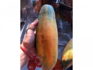 Đu đủ nhà trồng