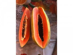 Đu đủ nhà trồng