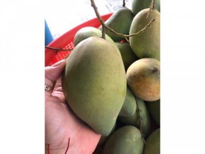 xoài cát hoà Lộc nhà trồng