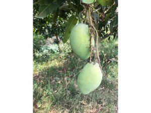 xoài cát hoà Lộc nhà trồng