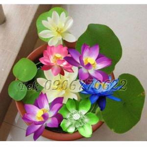 Hạt giống hoa sen 7 màu – Bịch 10 hạt