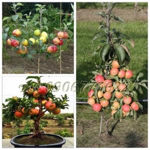 Hạt giống cây táo lùn – Bịch 10 hạt