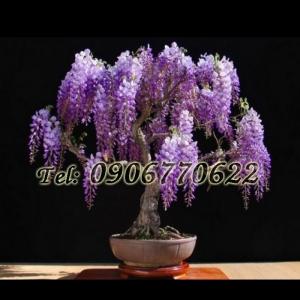 Hạt giống hoa tử đằng – Bịch 10 hạt