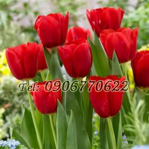 Hạt giống hoa tulip – Bịch 10 hạt