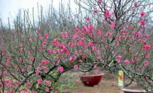 Cây giống hoa đào bích hoa đào phai số lượng lớn giá rẻ -hỗ trợ vận chuyển