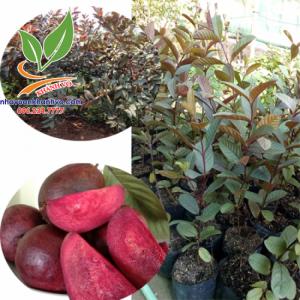 GIỐNG ỔI TÍM MALAISYA CAO 1M