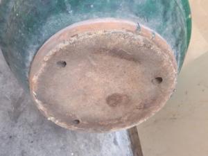 Chậu dáng thau, toàn lành
