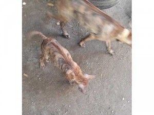 Chó phú Quốc.bán chó con