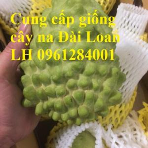 Địa chỉ cung cấp giống cây na Đài Loan uy tín, chất lượng